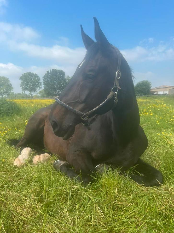 11-jarige BWP ruin, Dieren en Toebehoren, Paarden, Ruin, 175 cm of meer, 11 jaar of ouder, Springpaard, Met stamboom, Gechipt