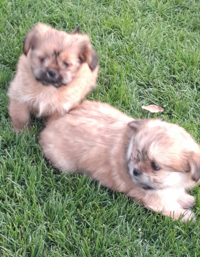 Boomertjes, Parvo, België, 8 tot 15 weken, Meerdere