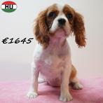 Cavalier King Charles (teefjes) te koop, 15 weken tot 1 jaar, Buitenland, Teef, Parvo