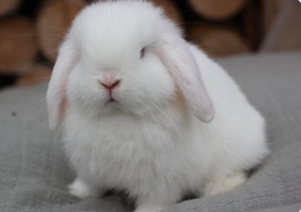 Minilop ram, Dieren en Toebehoren, Konijnen, Klein, Mannelijk, 0 tot 2 jaar, Hangoor