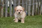 Magnifique chiot Maltipoo blanc abricot, Belgique, Un chien, Hépatite contagieuse (maladie de Rubarth), Chienne