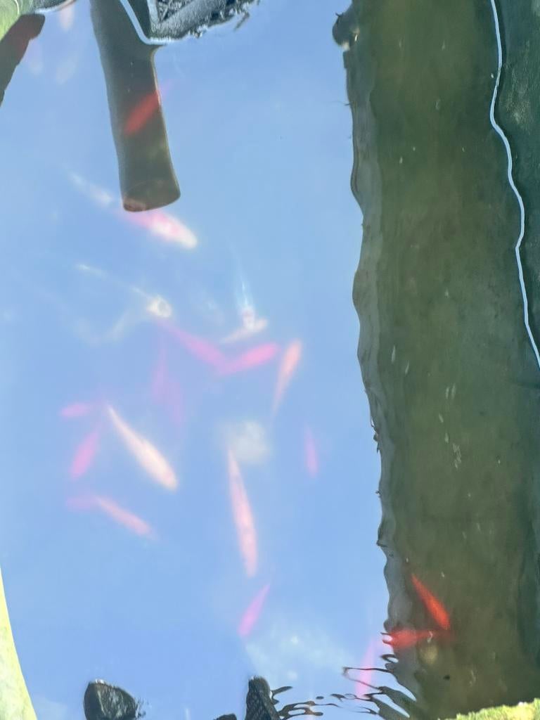 Asap! Vissen en toebehoren, Ophalen, Zo goed als nieuw