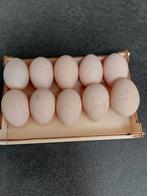 10 œufs de coq Wyandotte poule-cochin, Enlèvement