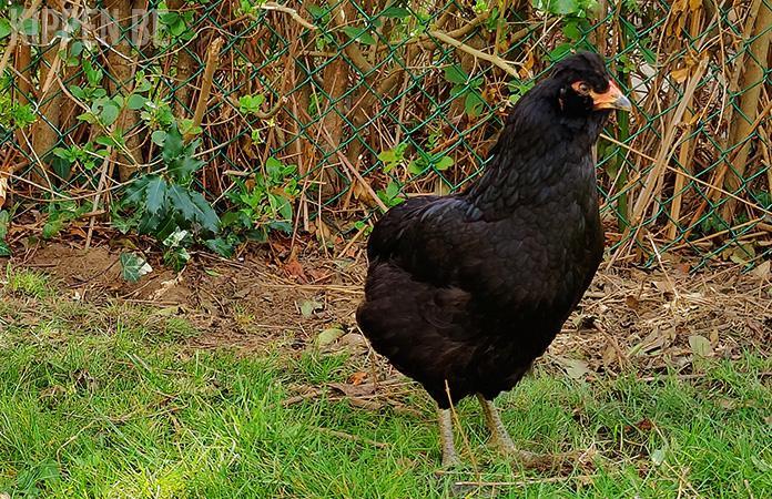 Araucana kriel bolstaart broedeieren, Dieren en Toebehoren, Pluimvee