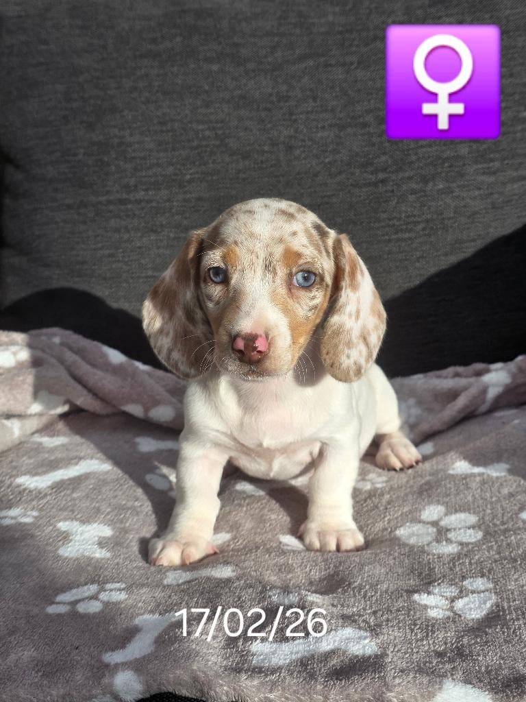 korthaar teckel pups, Dieren en Toebehoren, Honden | Teckels en Dashonden, Meerdere dieren, Korthaar, Dwerg, Fokker | Professioneel