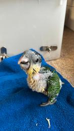 Handtamme caiques, nobilis ara pop 2023, Meerdere dieren, Papegaai, Geringd