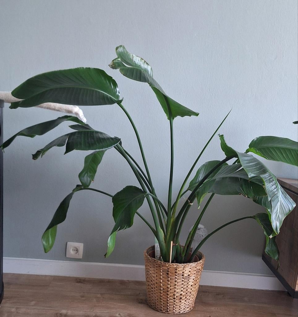 Grote Strelitzia nicolai (Paradijsvogelplant) 3 stammen, Maison & Meubles, Plantes d'intérieur, Enlèvement
