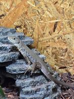 Parelhagedissen nakweek 2025, Amphibien