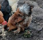 Zijdehoen haan, Dieren en Toebehoren, Pluimvee