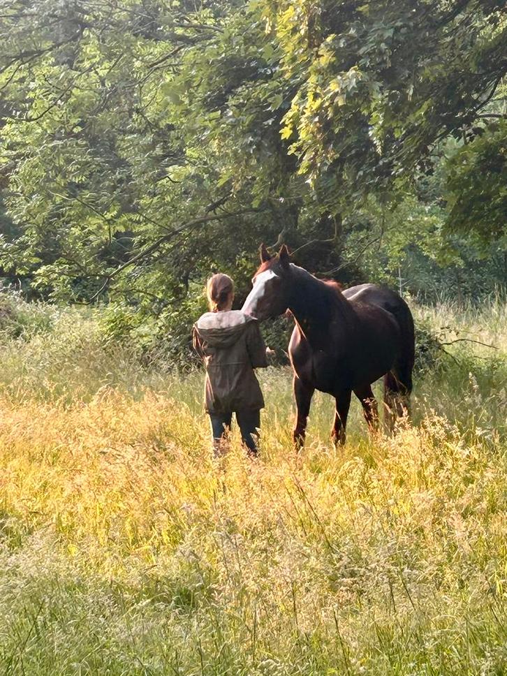 Op zoek naar een gouden weide voor lieve Maximus, Dieren en Toebehoren, Paarden, Ruin