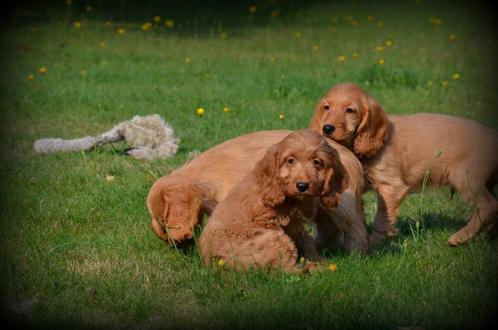 Cockapoo pups abrikoos, Dieren en Toebehoren, Honden | Chihuahua's en Gezelschapshonden, Reu, Poedel, Fokker | Professioneel, Meerdere