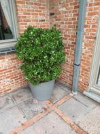 Grote vetplant crassula, Huis en Inrichting, Kamerplanten, Ophalen, Vetplant, Halfschaduw, In pot