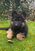 Langharige duitse herderpups, Dieren en Toebehoren, Honden | Herdershonden en Veedrijvers, België, Particulier, 8 tot 15 weken