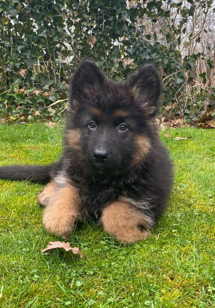 Langharige duitse herderpups, Dieren en Toebehoren, Honden | Herdershonden en Veedrijvers, Meerdere dieren, Herder, Particulier