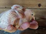 Spierwitte reisduif, postduif. pieper te reserveren., Postduif