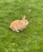 Looking for a sterilised friend, Dieren en Toebehoren, Mannelijk, Dwerg, 3 tot 5 jaar