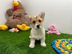 Welsh Corgi pups, Dieren en Toebehoren, Honden | Herdershonden en Veedrijvers, België, 8 tot 15 weken, Meerdere, Fokker | Professioneel