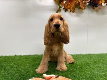 Engelse Cocker Spaniel pups beschikbaar voor biedingen