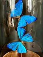 Magnifique Duo Papillons Exotiques Morpho Aega sous globe, Insecte, Animal empaillé, Enlèvement ou Envoi, Neuf