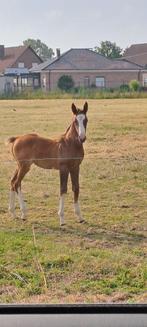 Chique merrieveulen van Ambassador Z, Dieren en Toebehoren, Merrie, Springpaard, Gechipt, 0 tot 2 jaar