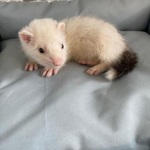 Fretjes te koop - 2 , 1, Dieren en Toebehoren, Knaagdieren, Meerdere dieren, Fret, Tam