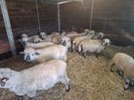 Ram lammeren Hampshire down., Dieren en Toebehoren