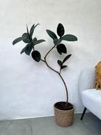 Elegante Ficus Elastica 115cm, Huis en Inrichting, 100 tot 150 cm, Ficus, Halfschaduw, Ophalen