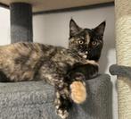 Kittens (Maine Coon), Dieren en Toebehoren, Katten en Kittens | Raskatten | Langhaar, Poes, Gechipt, 0 tot 2 jaar