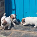Ruwharige Jack Russell pups, Dieren en Toebehoren, Honden | Jack Russells en Terriërs, België, Particulier, Jack Russell Terriër