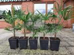 Winterharde palmbomen trachycarpus fortunei, Tuin en Terras, Vaste plant, Ophalen