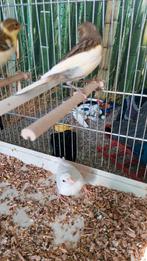 Jong man 2025  Portuguese, Dieren en Toebehoren, Vogels | Kanaries