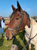 Halfpension aangeboden, Dieren en Toebehoren, Paarden, Ruin