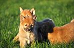 Shiba inu pups, Dieren en Toebehoren, 15 weken tot 1 jaar, Buitenland, Poolhond, Meerdere