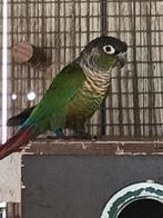 Pyrrhura mannen, Dieren en Toebehoren, Vogels | Parkieten en Papegaaien