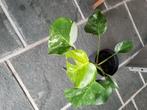 Monstera bonte plant, Huis en Inrichting, Kamerplanten, Ophalen, Halfschaduw, In pot, Minder dan 100 cm