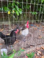 Brabants hoen trio 2024, Dieren en Toebehoren, Pluimvee