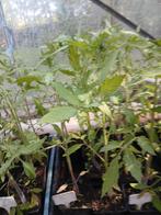 Tomatenplanten in pot. 30 stuks., Ophalen
