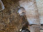 Dwergkonijntjes, Dieren en Toebehoren, Konijnen