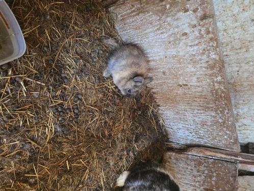 Dwergkonijntjes, Dieren en Toebehoren, Konijnen