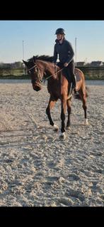 Zadelmak maken jonge paarden, Débourré