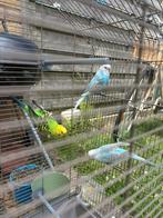Parkieten te koop, Meerdere dieren, Parkiet, Geringd