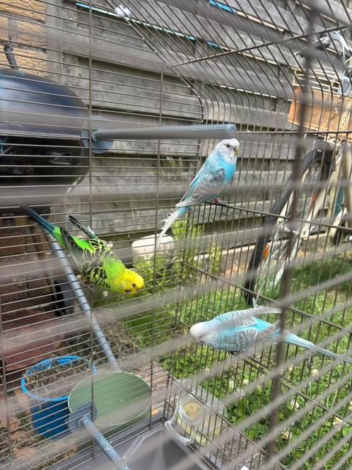 Parkieten te koop, Dieren en Toebehoren, Vogels | Parkieten en Papegaaien, Parkiet, Meerdere dieren, Geringd