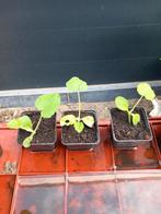Pattinson pompoen, Tuin en Terras, Planten | Tuinplanten, Ophalen