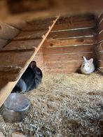 Dwergkonijnen, Dieren en Toebehoren, Meerdere dieren, Klein, Hangoor, 0 tot 2 jaar
