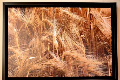 Foto op canvas, Blondeur des Blés, 40 x 60 cm ingelijst, Audio, Tv en Foto, Fotografie | Fotolijsten, Nieuw, Verzenden