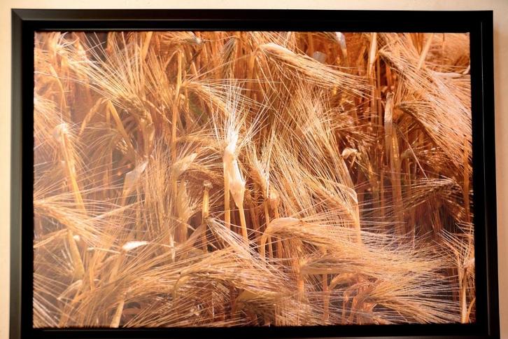 Foto op canvas Blondheid van het graan 40 x 60 cm ingelijst, Audio, Tv en Foto, Fotografie | Fotolijsten, Nieuw, Verzenden