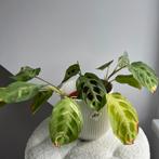 Maranta variegata, Maison & Meubles, Plantes d'intérieur, Enlèvement
