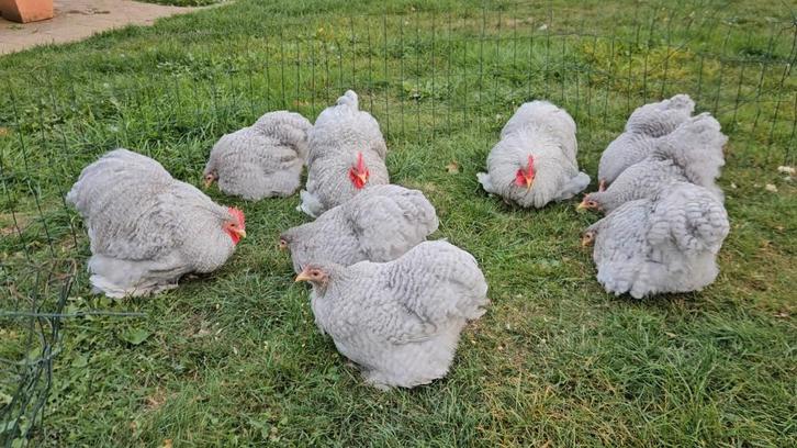 Prachtige Cochin kriel kippen ,Handtam en topkwaliteit, Dieren en Toebehoren, Pluimvee, Kip, Meerdere dieren