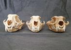 Caracal, serval, lynx, Verzamelen, Ophalen of Verzenden, Zo goed als nieuw