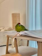 Kakariki papegaai, Animaux & Accessoires, Oiseaux | Perruches & Perroquets, Perroquet